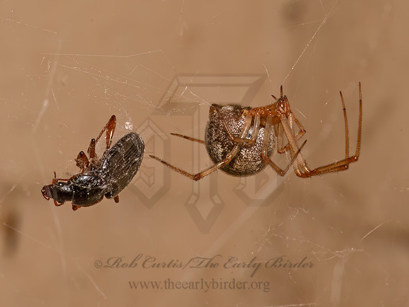 Parasteatoda tepidariorum  COMMON HOUSE SPIDER 9082752z