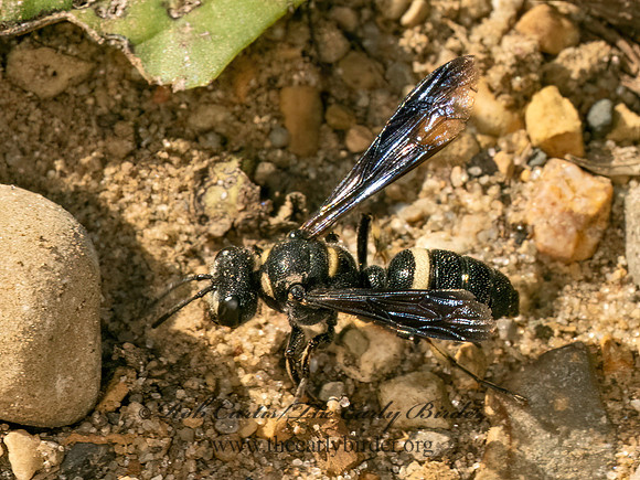 Cerceris fumipennis  SMOKY-WINGED BEETLE BANDIT 9081520z