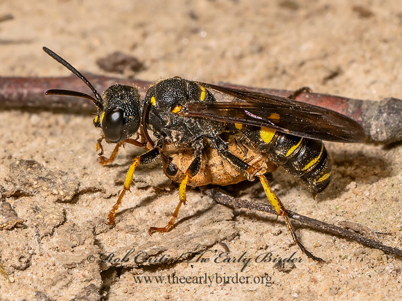Cerceris halone  ACORN WEEVIL WASP 9080593z
