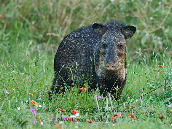 Tayassu angulatus  JAVELINA 6022725z
