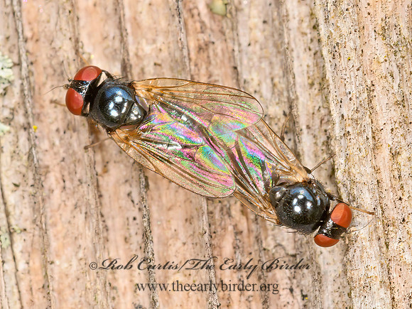 Lonchaea  LANCE FLY 1305786z