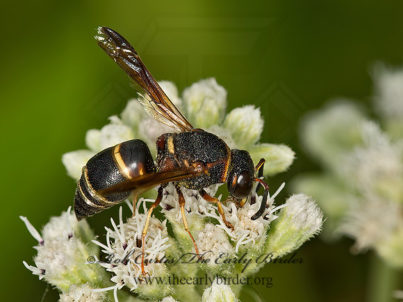 Euodynerus hidalgo  MASON WASP 9061835z