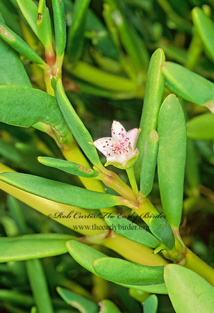 Sesuvium portulacastrum  SHORELINE SEAPURSLANE 249018z