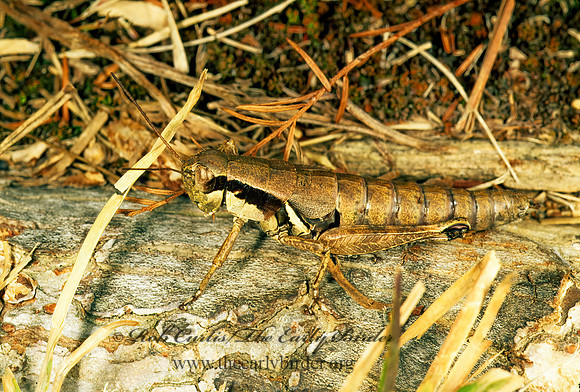 Melanoplus dawsoni  DAWSON'S GRASSHOPPER 213918z