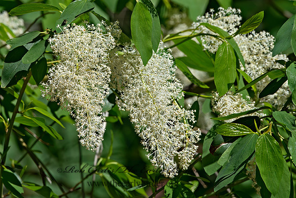 Ceanothus integerrimus  DEERBRUSH CEANOTHUS 9058760z