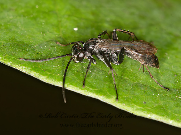 Anoplius~  POMPILINI SPIDER WASP 9041307z