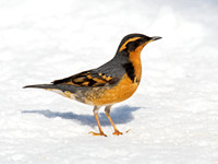Ixoreus naevius VARIED THRUSH 9007437z