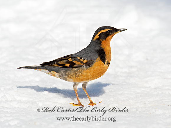 Ixoreus naevius  VARIED THRUSH 9007437z