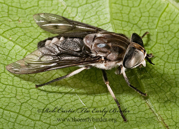 Tabanus trimaculatus  HORSE FLY 8005923z