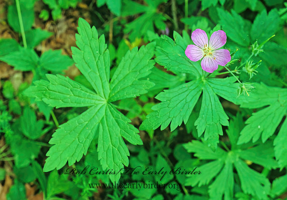 Geranium maculatum  WILD GERANIUM 153917z
