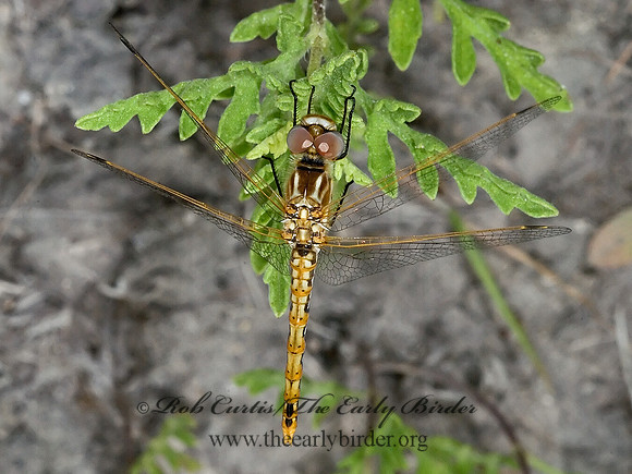 Sympetrum corruptum VARIEGATED MEADOWHAWK 6023426