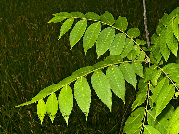 Juglans nigra  BLACK WALNUT 5009181z