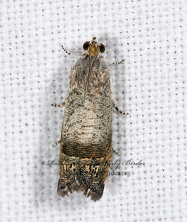 Ofatulena duodecemstriata  GRAPHOLITINI TORTRICID MOTH 6024633z