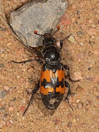 Nicrophorus marginatus   SEXTON BEETLE 3025577z