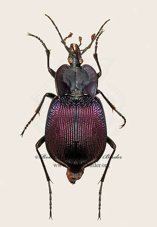 Scaphinotus elevatus flammeus 9017310z