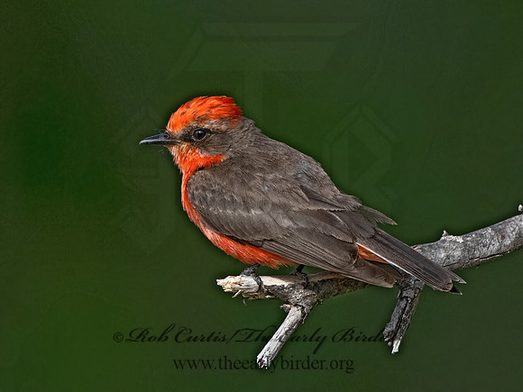 Pyrocephalus rubinus  VERMILION FLYCATCHER 3036174Z