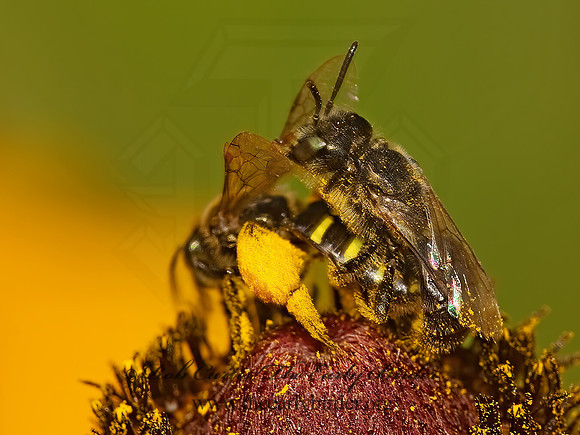 Perdita (Cockerellia) 8022910z