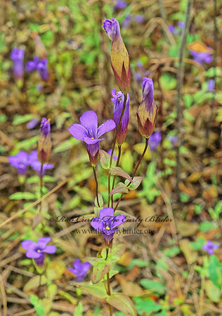 Gentiana crinita  FRINGED GENTIAN 157531z
