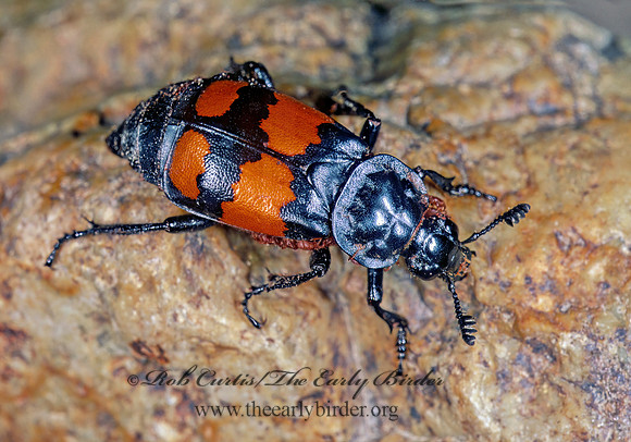 Nicrophorus defodiens 242520z
