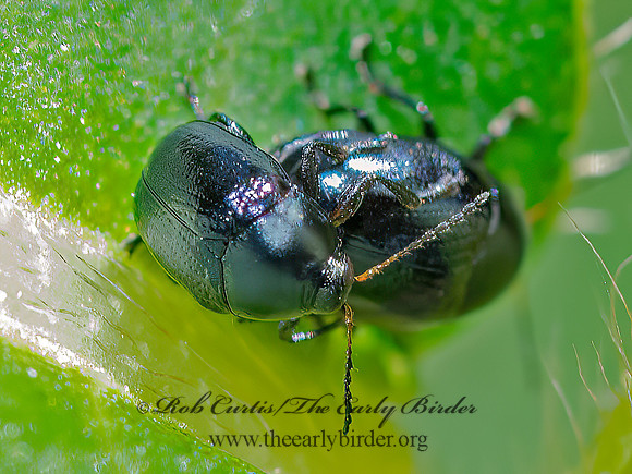 Lexiphanes saponatus  CASE-BEARING LEAF BEETLE 3022391z