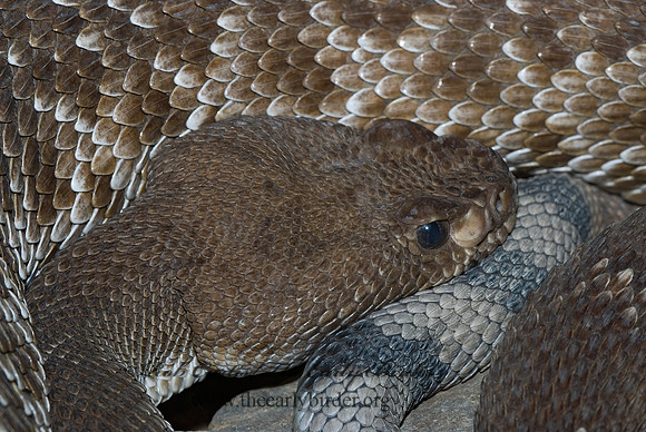 Crotalus ruber  RED DIAMOND RATTLESNAKE 6025416z
