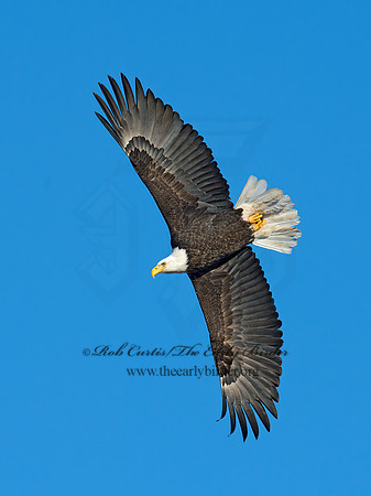 Haliaeetus leucocephalus  BALD EAGLE 9019237z