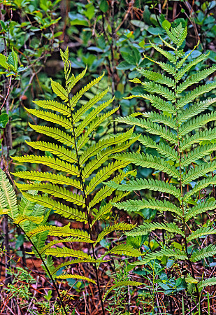 Woodwardia virginica  VIRGINIA CHAIN FERN 262802z