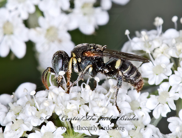 Oxybelus emarginatus  PRONGBACKED FLYHUNTER 6010368z