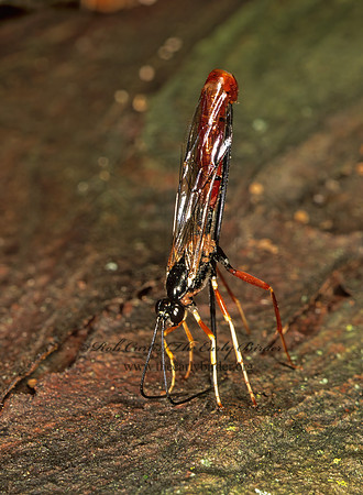 Dolichomitus irritator 290829z