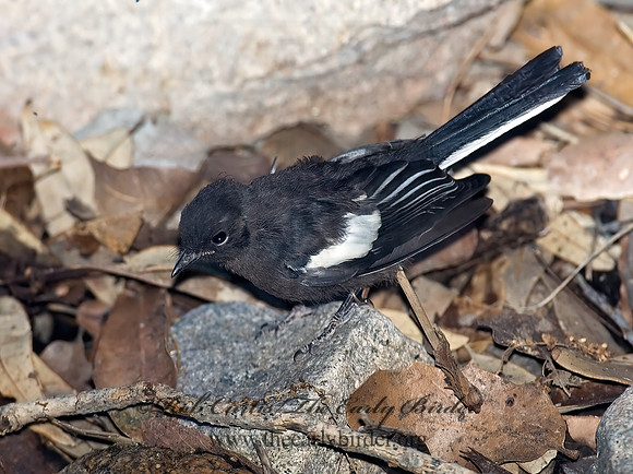 Myioborus pictus  PAINTED REDSTART 7007776z