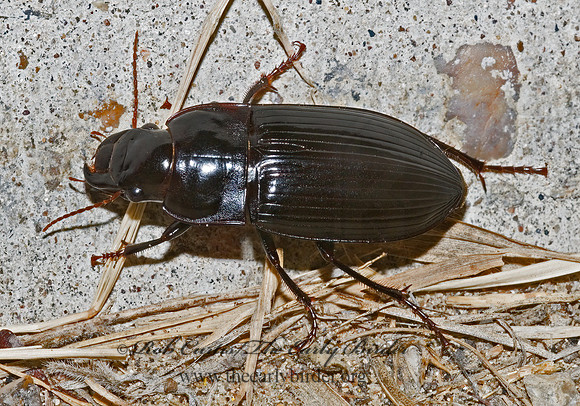 Harpalus (Megapangus) katiae 7006324z