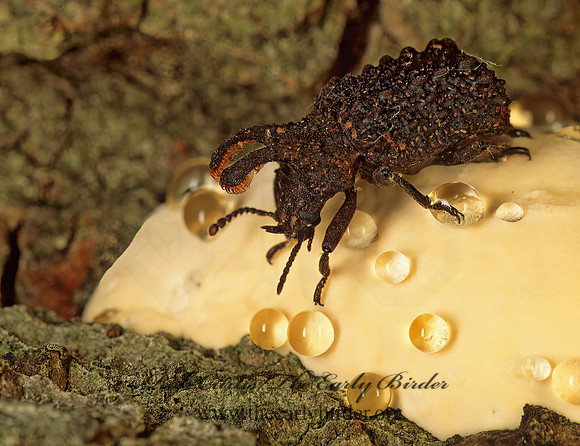 Bolitotherus cornutus  FORKED FUNGUS BEETLE 95836z