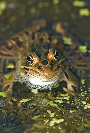 Lithobates pipiens  NORTHERN LEOPARD FROG 5002519 z