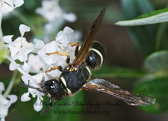 Euodynerus leucomelas 7010269z