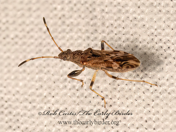 Neopamera albocincta  DIRT-COLORED SEED BUG 9081622z