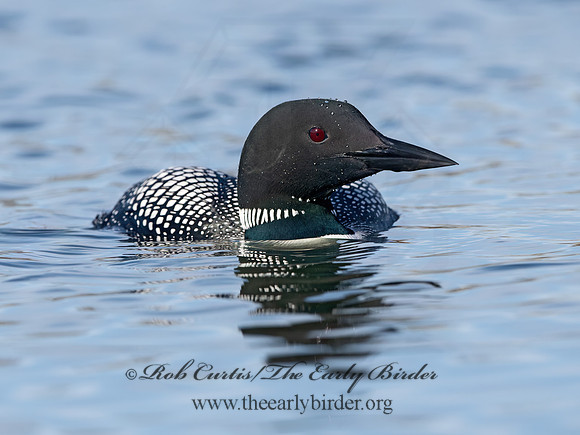 Gavia immer  COMMON LOON 9067851z