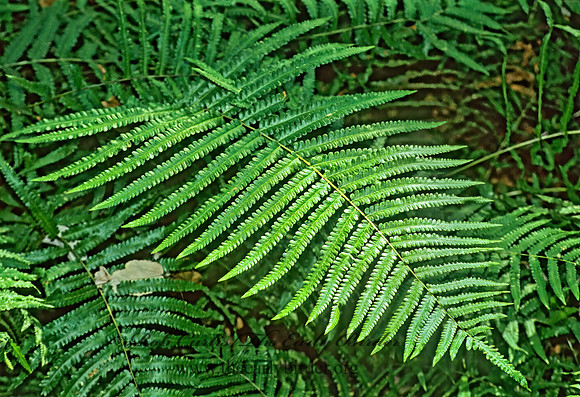 Thelypteris  MAIDEN FERN 273216z