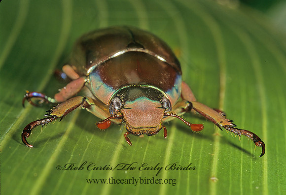 Chrysina chrysargyra  SILVER SCARAB 202201z