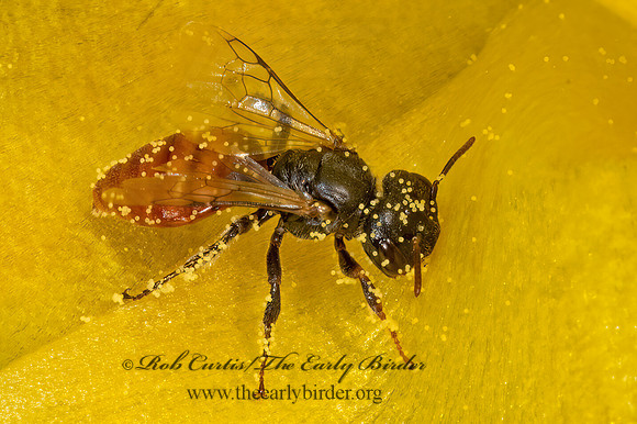Macrotera  GOBLIN BEE 3035888z