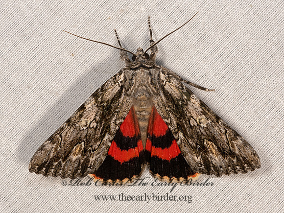 Catocala coccinata  SCARLET UNDERWING 3035376z