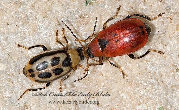 Cerotoma trifurcata 6013482z