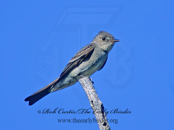 Contopus cooperi  OLIVE-SIDED FLYCATCHER 58137z