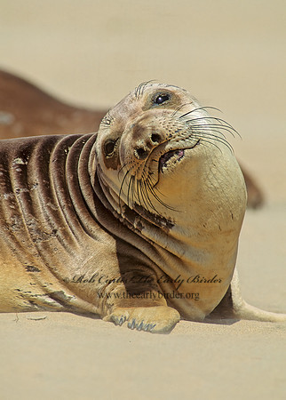 Mirounga angustirostris  NORTHERN ELEPHANT SEAL 110810z