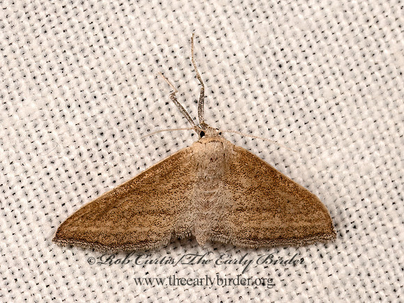 Lobocleta plemyraria  STRAIGHT-LINED WAVE MOTH 3040208z
