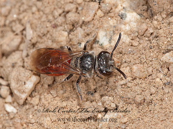Sphecodes  SWEAT BEE 8037120 z