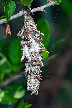Oiketicus  BAGWORM MOTH 6024051z