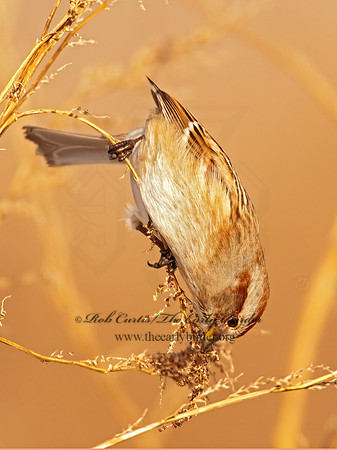 Spizelloides arborea  AMERICAN TREE SPARROW 3006165z