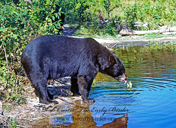 Ursus americanus  BLACK BEAR  302402z