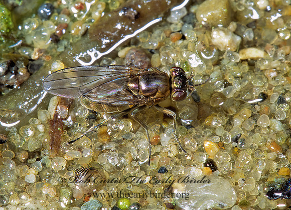 Parydra aquila  SHORE FLY 1286617 z