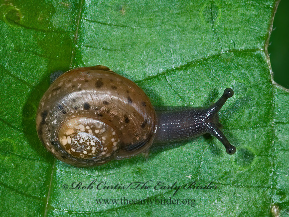 Mesodon sp  POLYGYRID SNAIL 7015422z